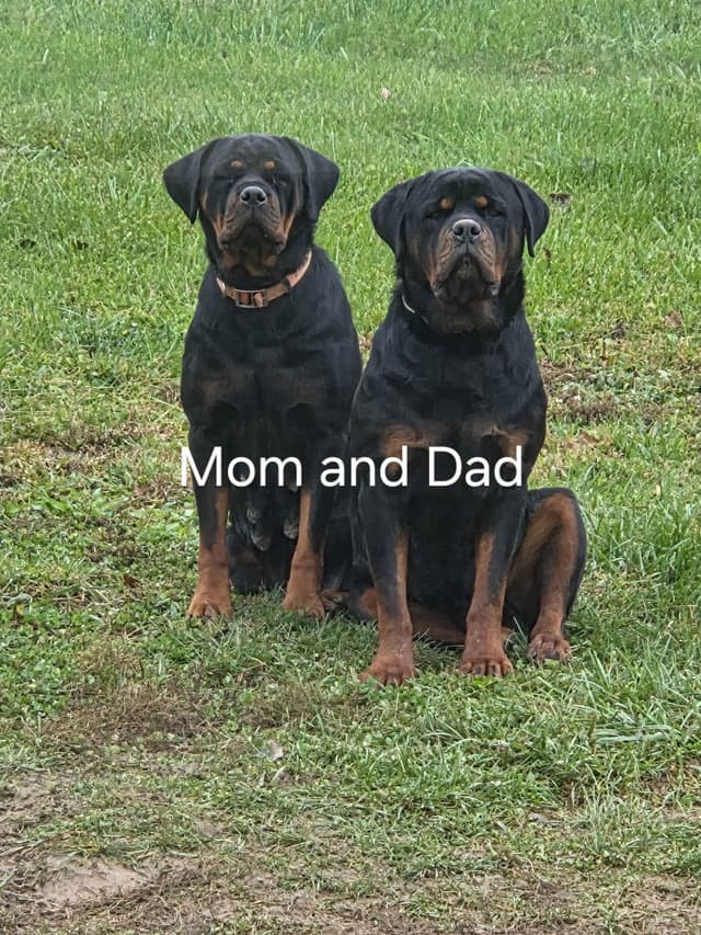 Rottweiler Puppies media 5