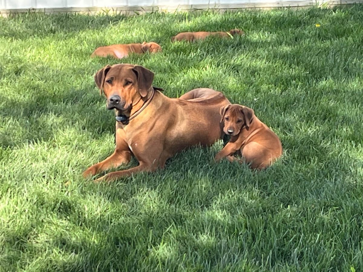 Rhodesian Ridgeback Puppies breeder image 1