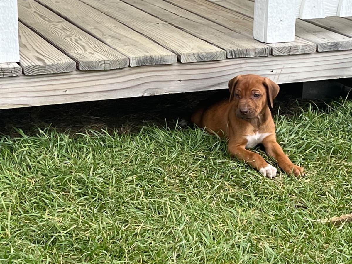Rhodesian Ridgeback Puppies breeder image 2
