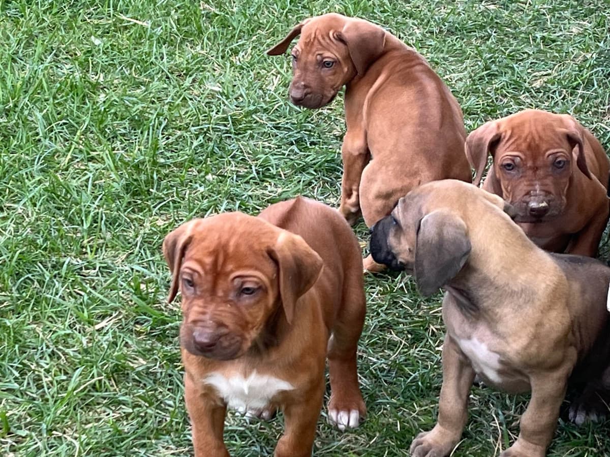 Rhodesian Ridgeback Puppies breeder image 6