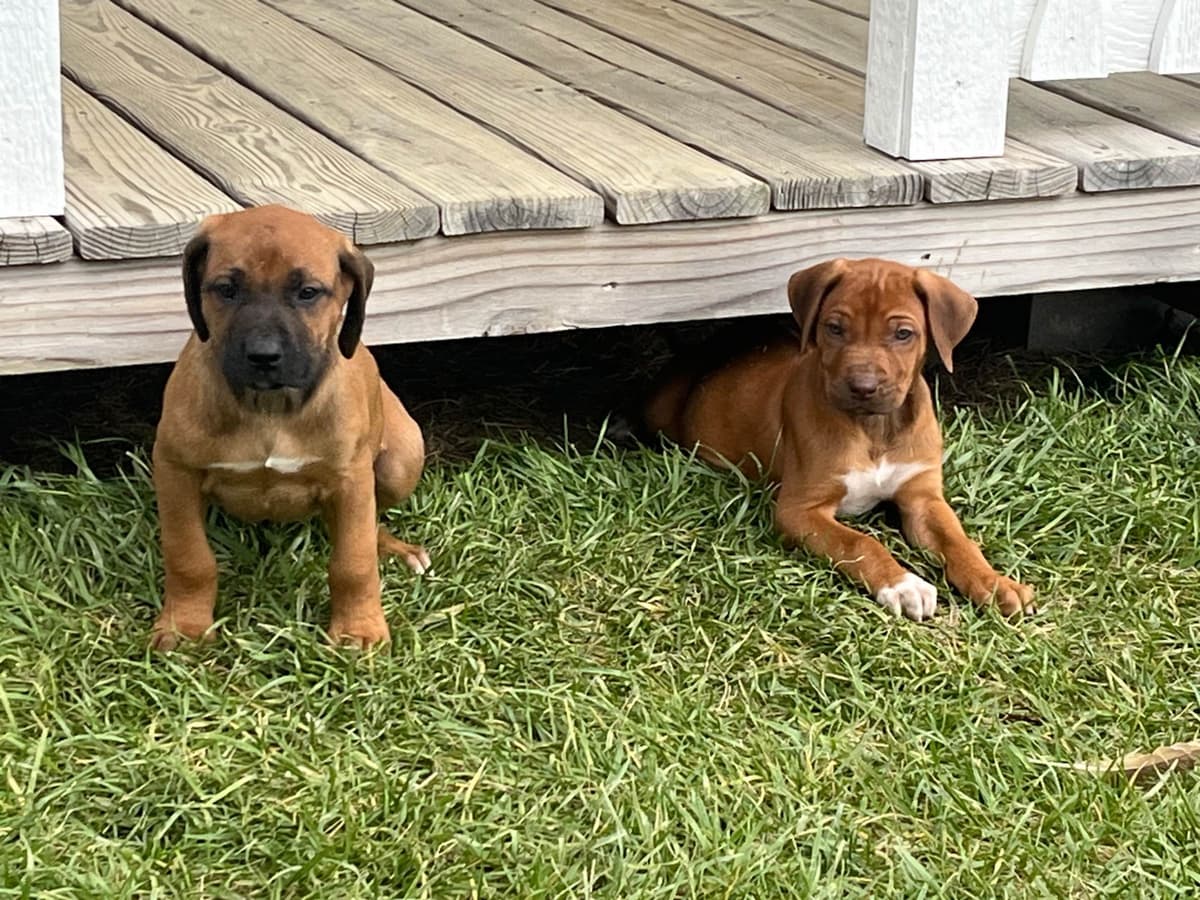 Rhodesian Ridgeback Puppies breeder image 5