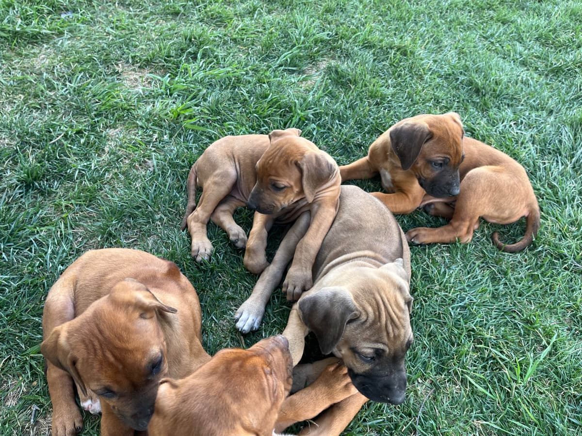 Rhodesian Ridgeback Puppies breeder image 9