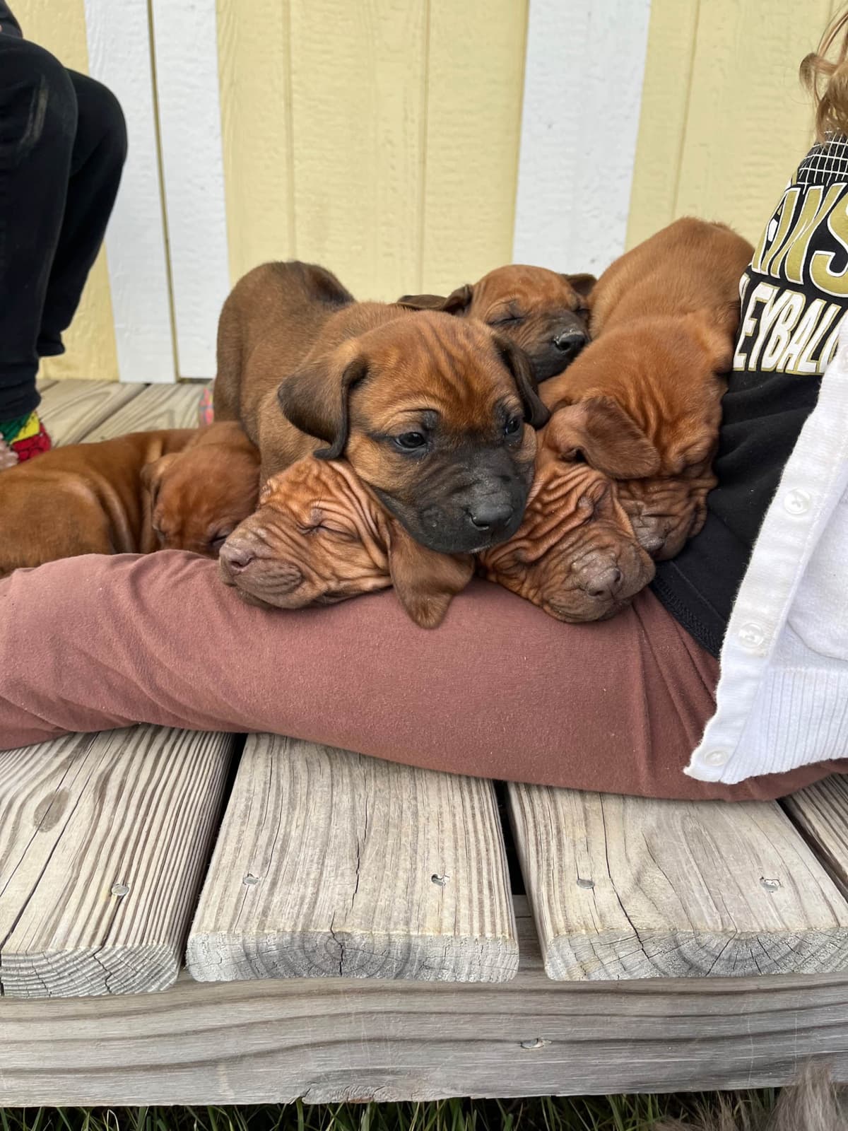 Rhodesian Ridgeback Puppies breeder image 7