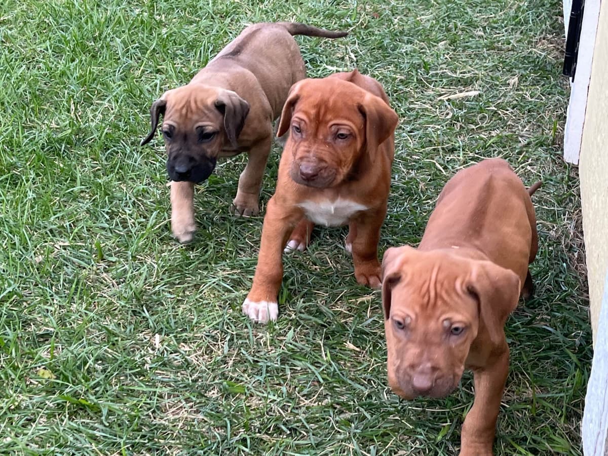 Rhodesian Ridgeback Puppies breeder image 3