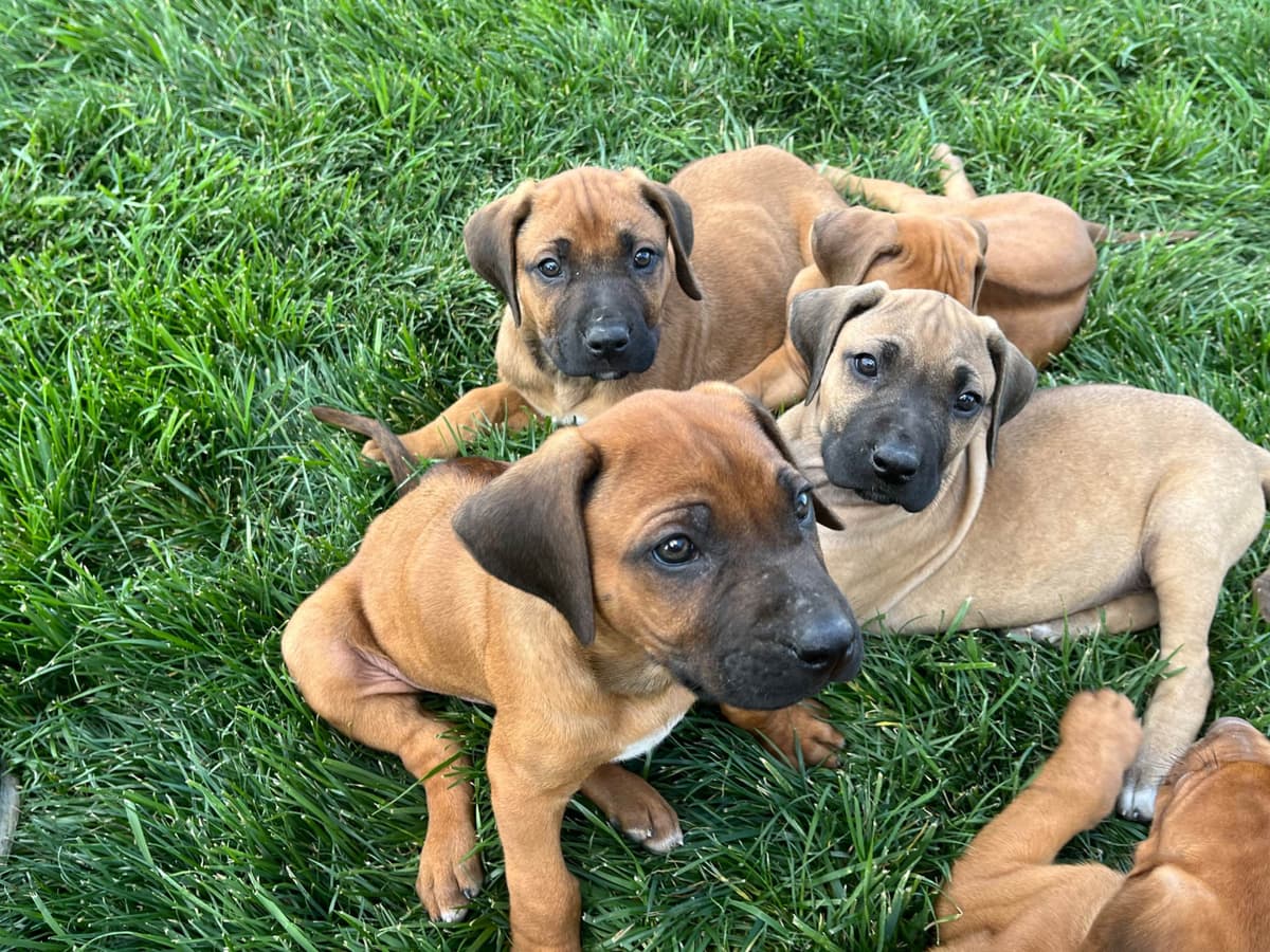 Rhodesian Ridgeback Puppies breeder image 4