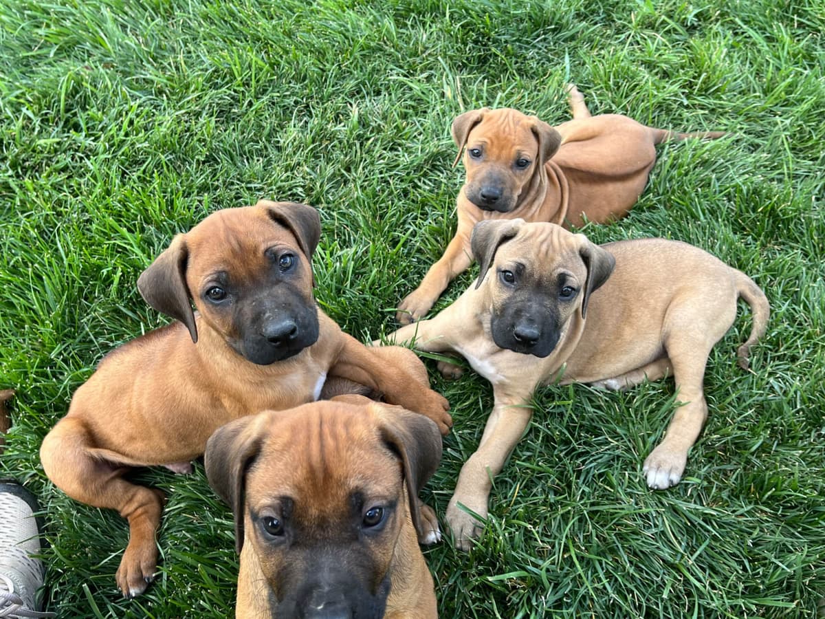 Rhodesian Ridgeback Puppies breeder image 8