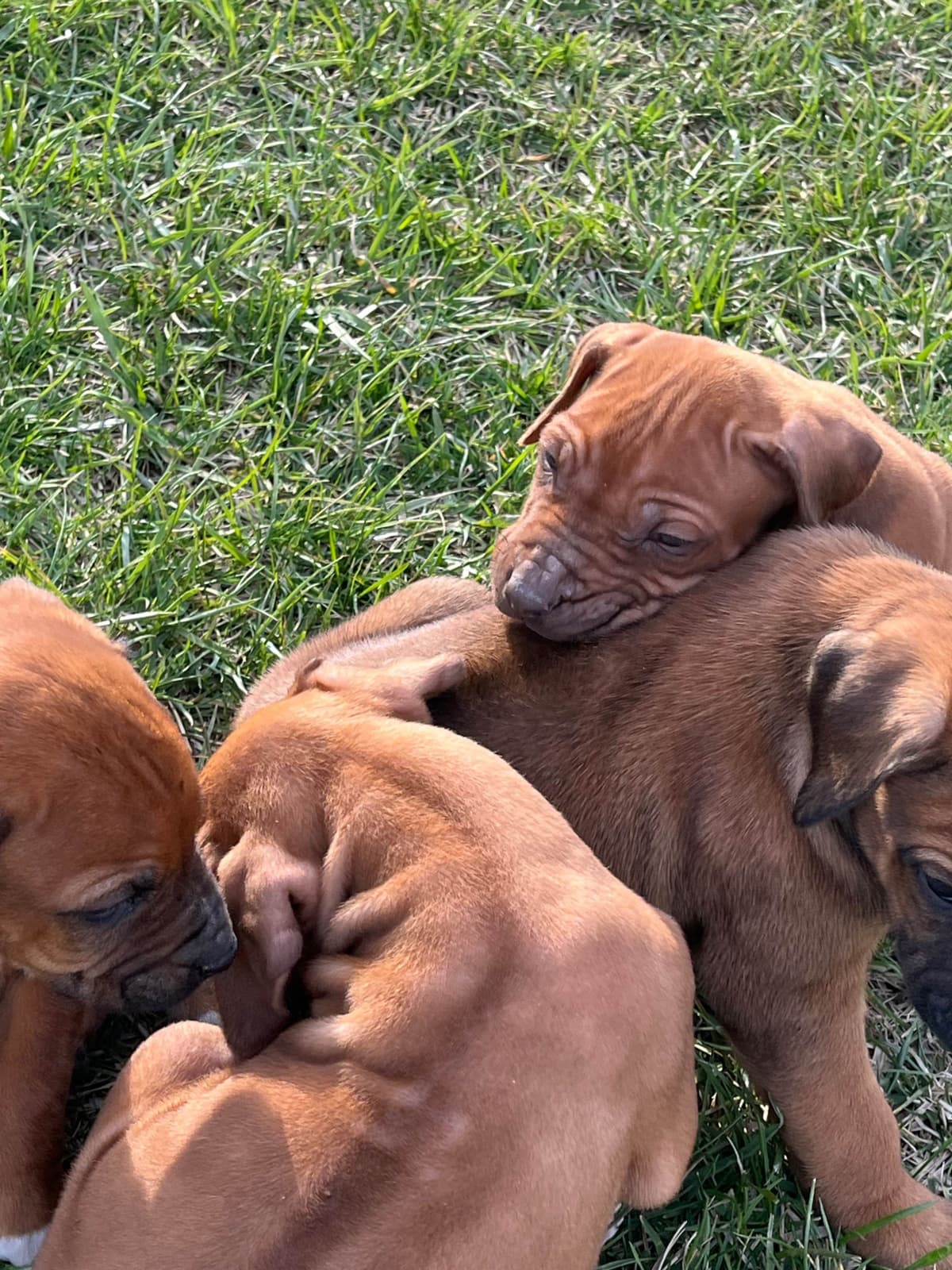 Rhodesian Ridgeback Puppies breeder image 10
