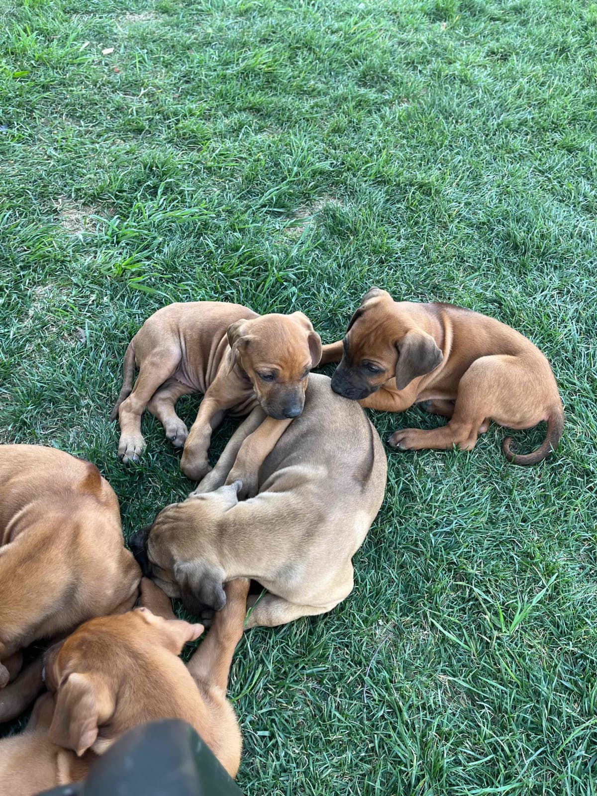 Rhodesian Ridgeback Puppies breeder image 11