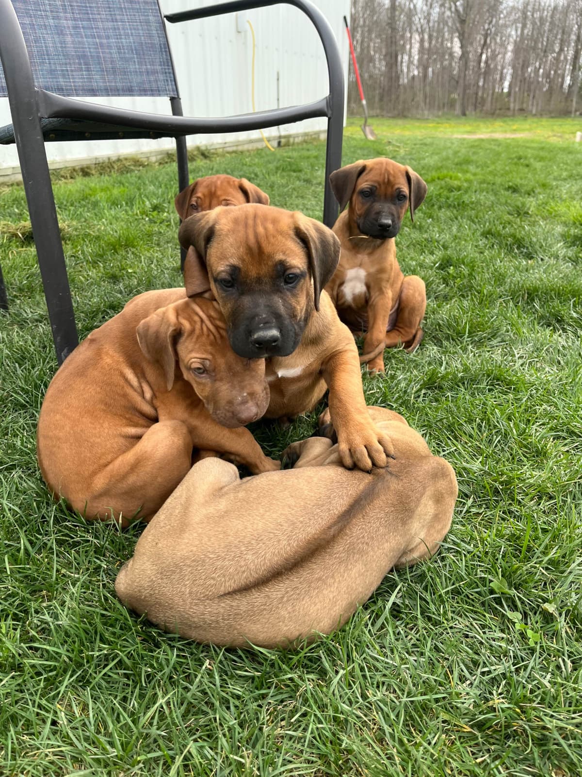 Rhodesian Ridgeback Puppies breeder image 12