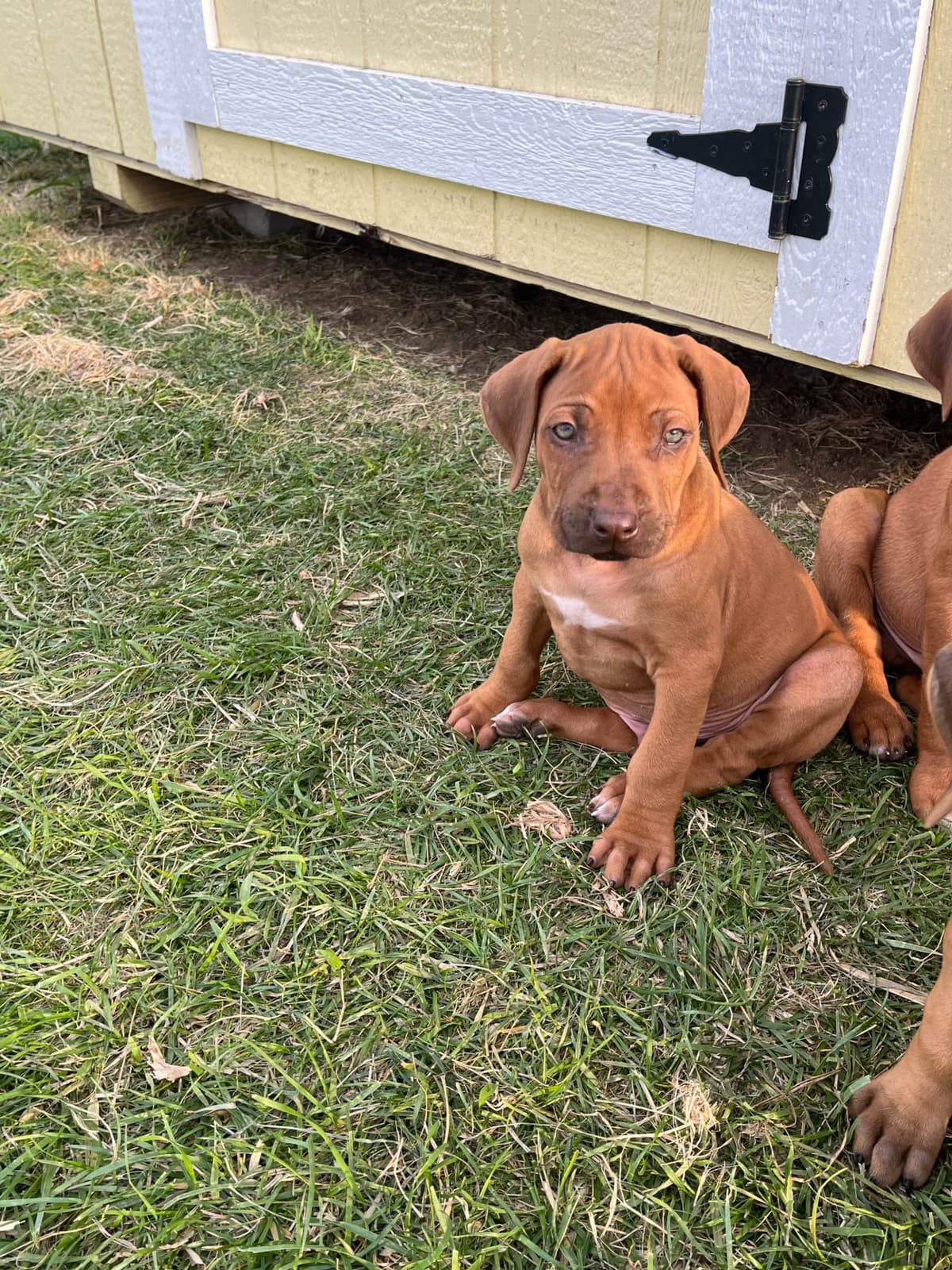 Rhodesian Ridgeback Puppies breeder image 13