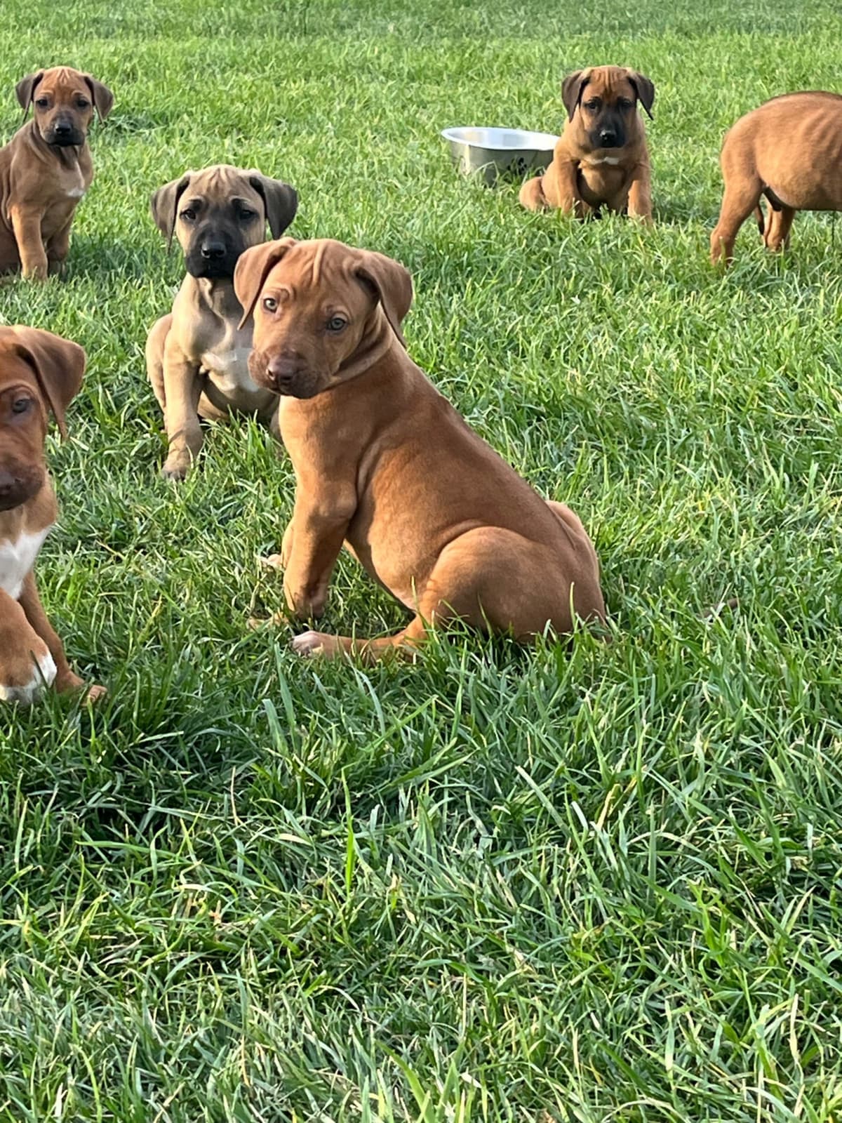 Rhodesian Ridgeback Puppies breeder image 14