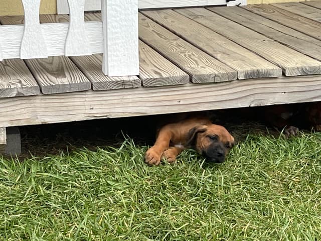 Rhodesian Ridgeback Puppies media 2