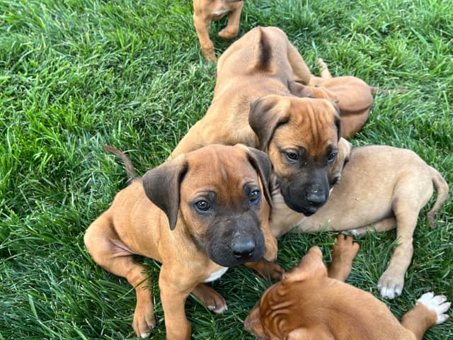 Rhodesian Ridgeback Puppies media 3