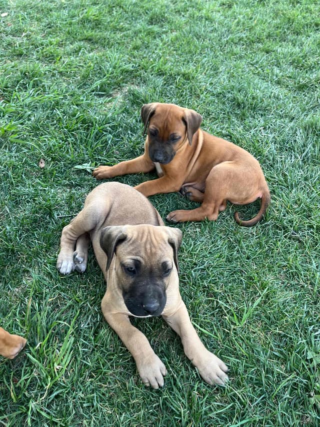 Rhodesian Ridgeback Puppies media 5