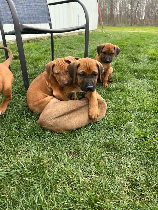 Rhodesian Ridgeback Puppies media 7