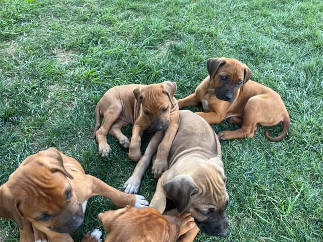 Rhodesian Ridgeback Puppies media 4