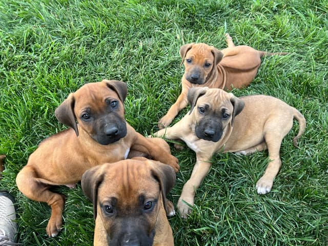 Rhodesian Ridgeback Puppies media 6