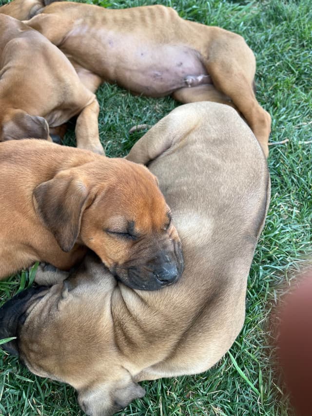 Rhodesian Ridgeback Puppies media 8