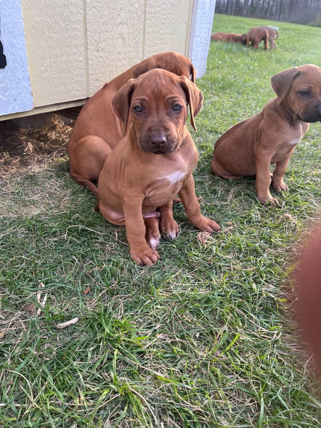 Rhodesian Ridgeback Puppies media 9