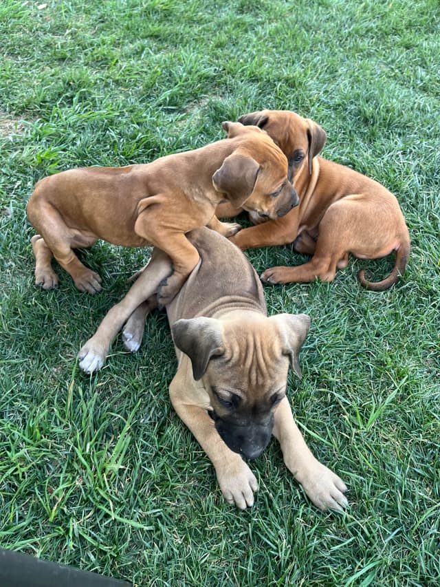 Rhodesian Ridgeback Puppies media 11
