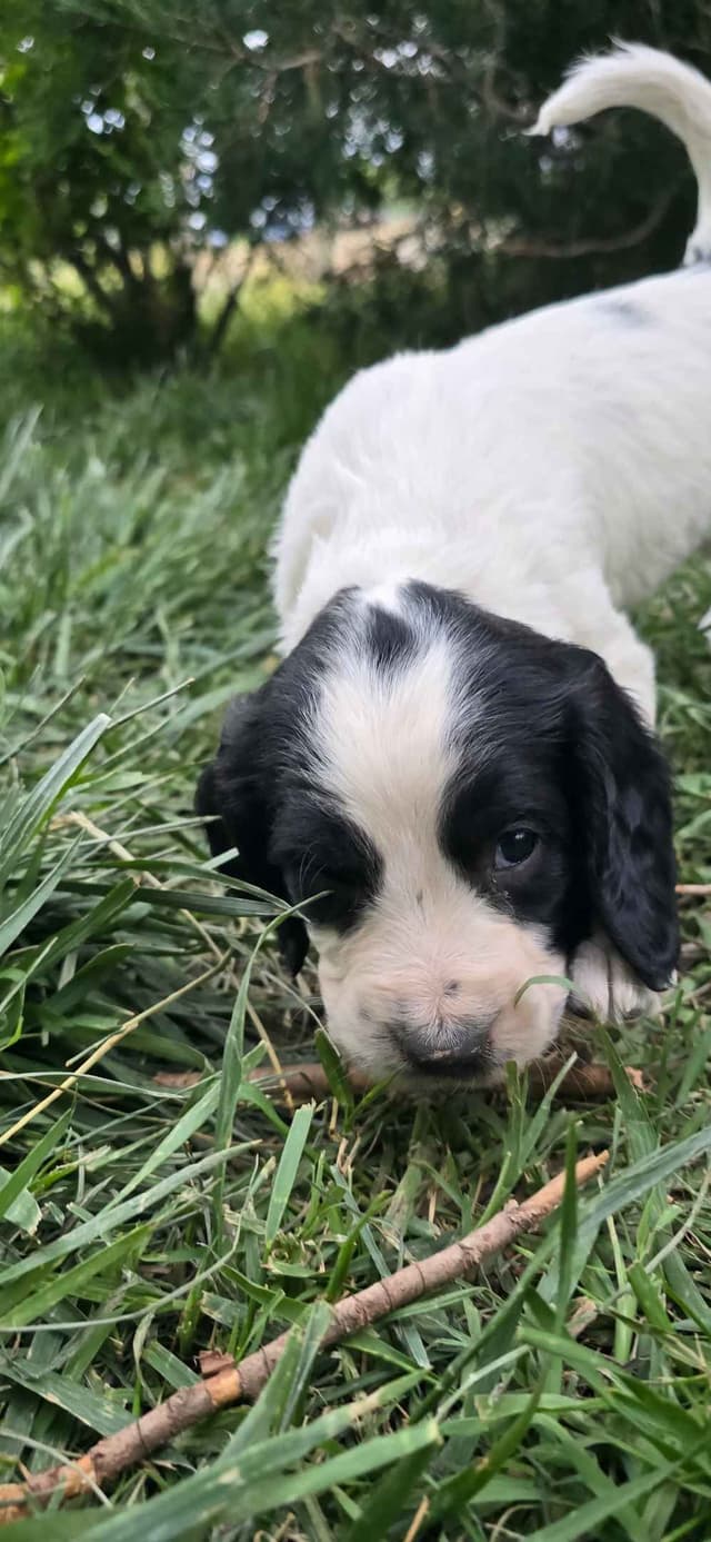 English Springer Spaniel Puppies media 2