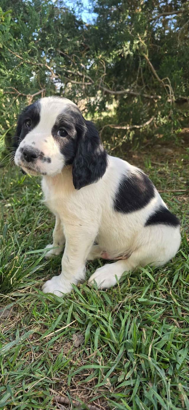 English Springer Spaniel Puppies media 3