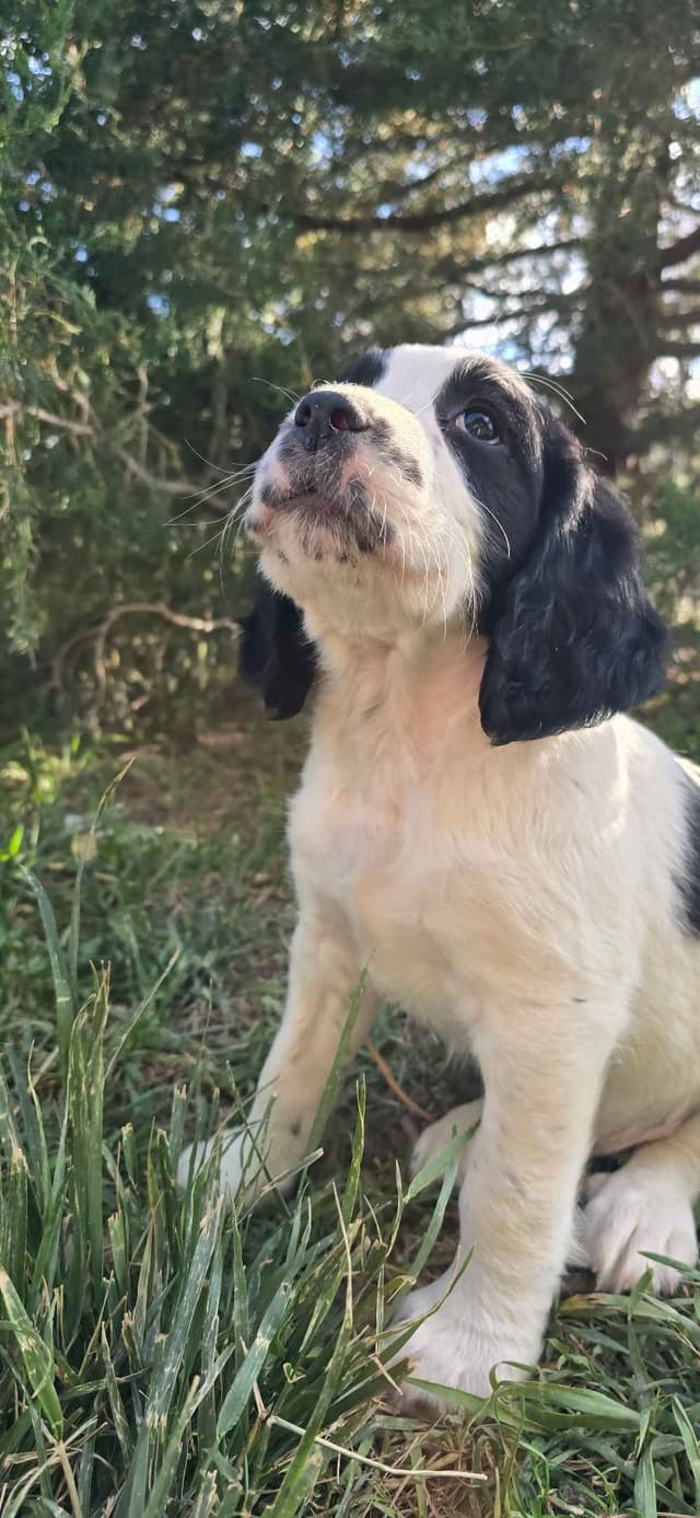 English Springer Spaniel Puppies media 4