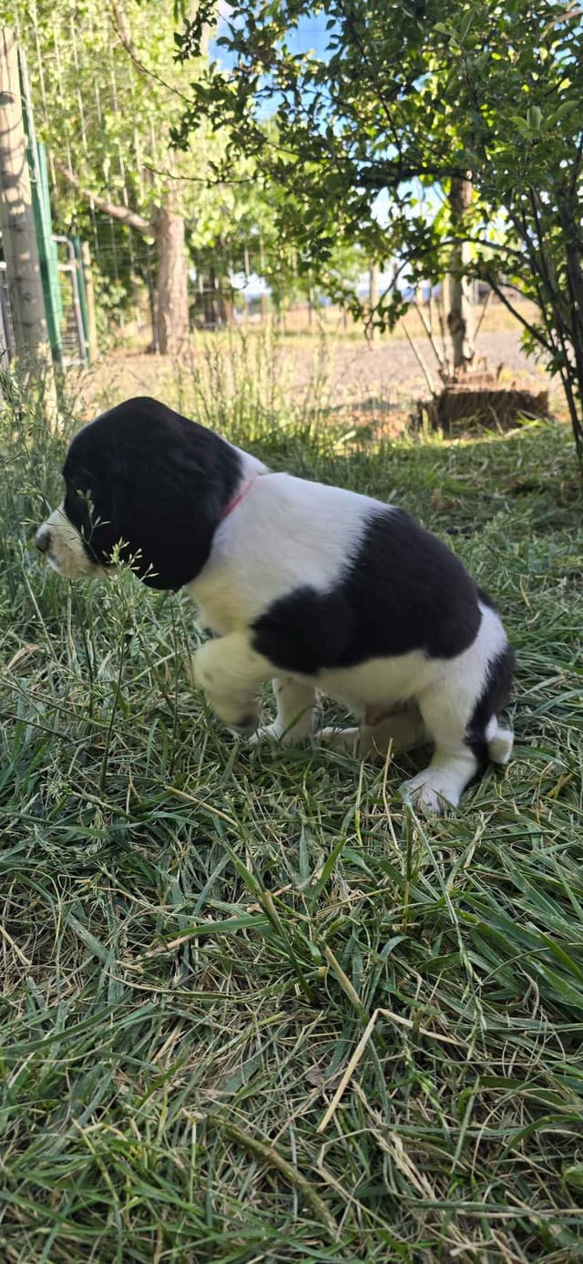 English Springer Spaniel Puppies media 5