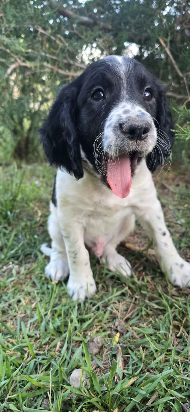 English Springer Spaniel Puppies media 6