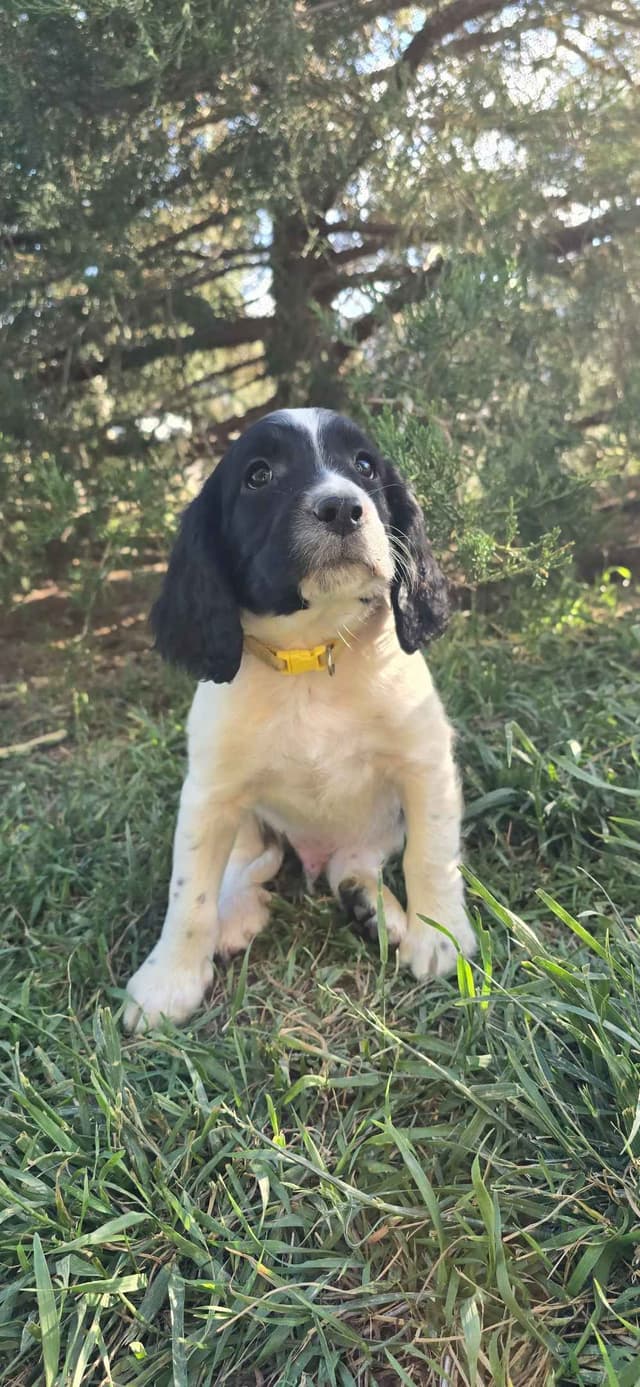 English Springer Spaniel Puppies media 7