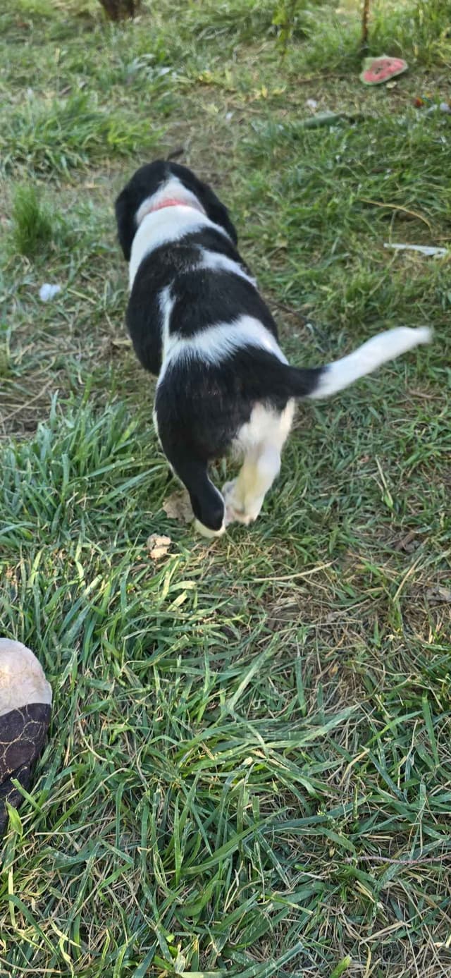English Springer Spaniel Puppies media 8