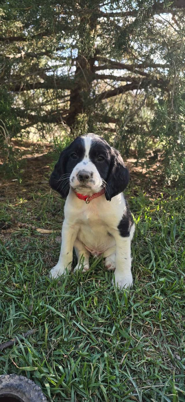English Springer Spaniel Puppies media 9