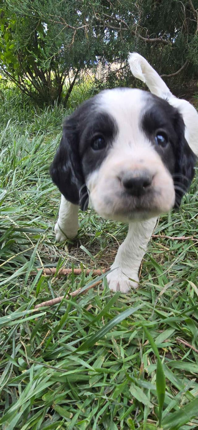 English Springer Spaniel Puppies media 11