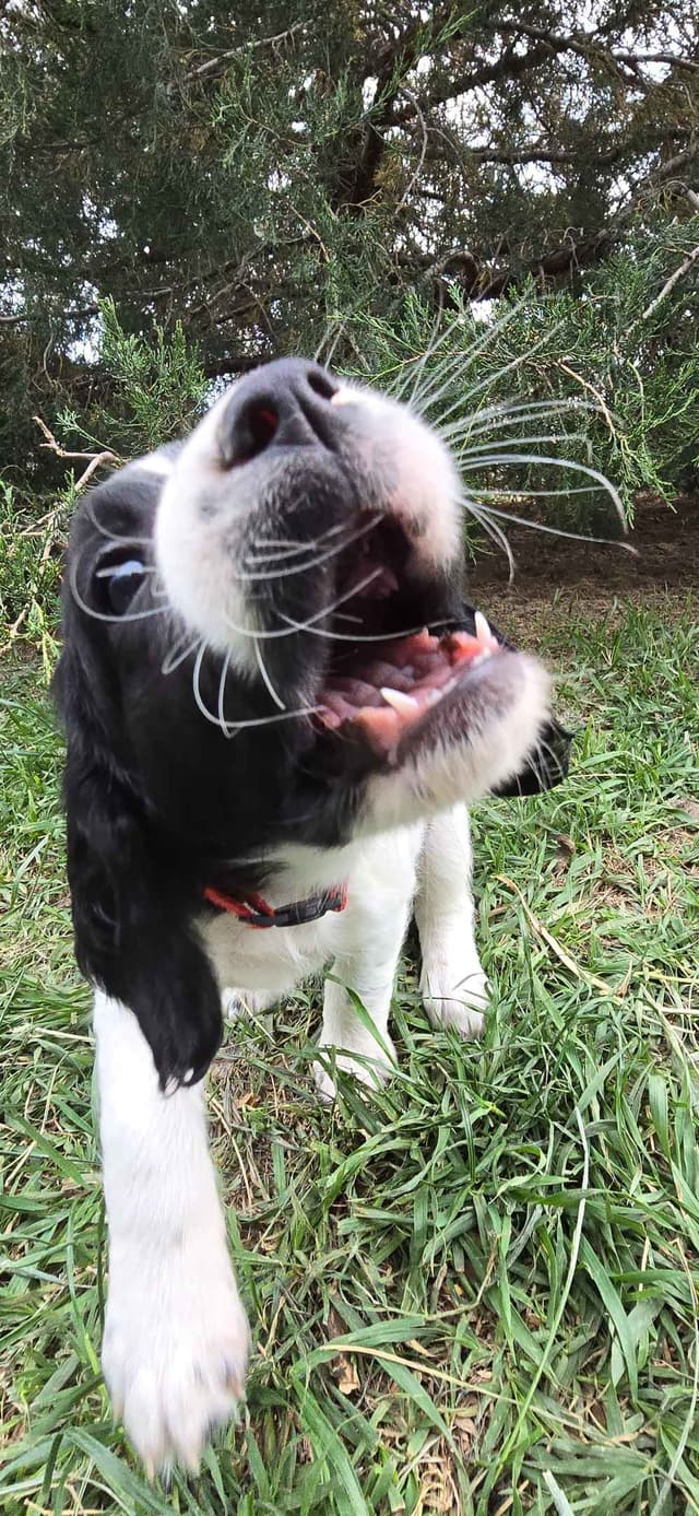 English Springer Spaniel Puppies media 12