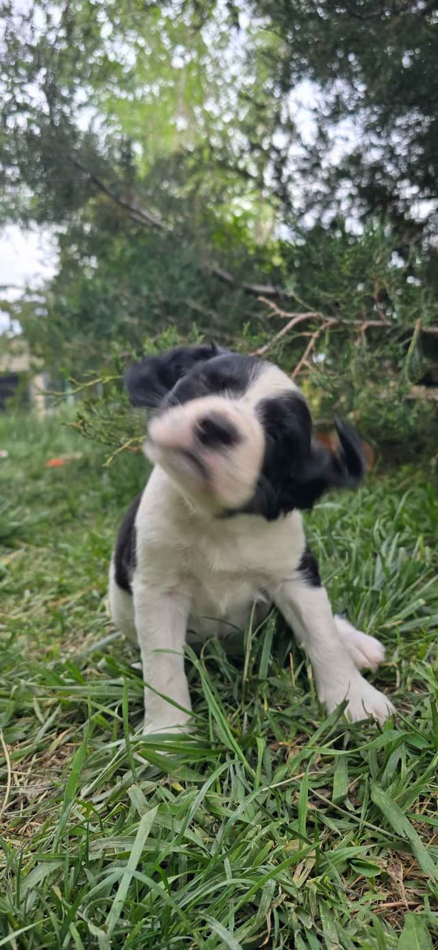 English Springer Spaniel Puppies media 14