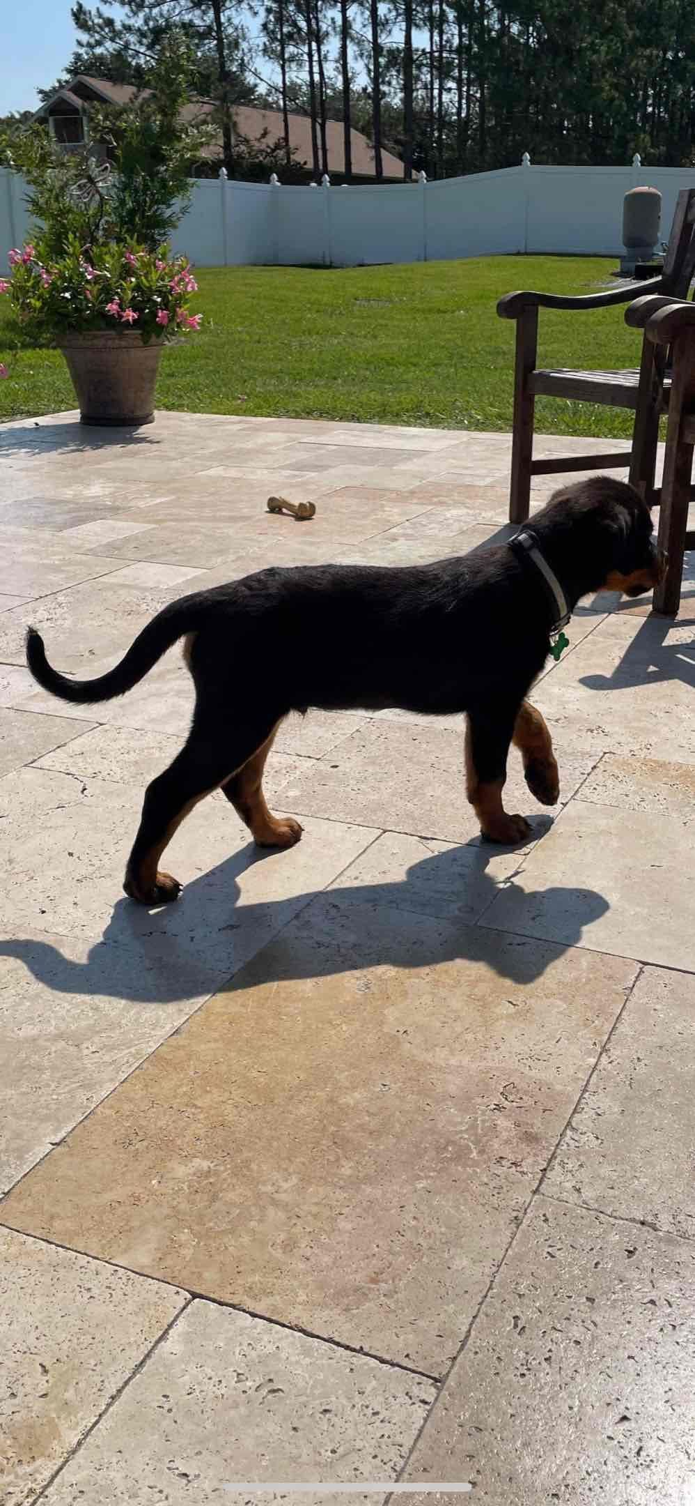 Labrador Retriever Puppies breeder image 6