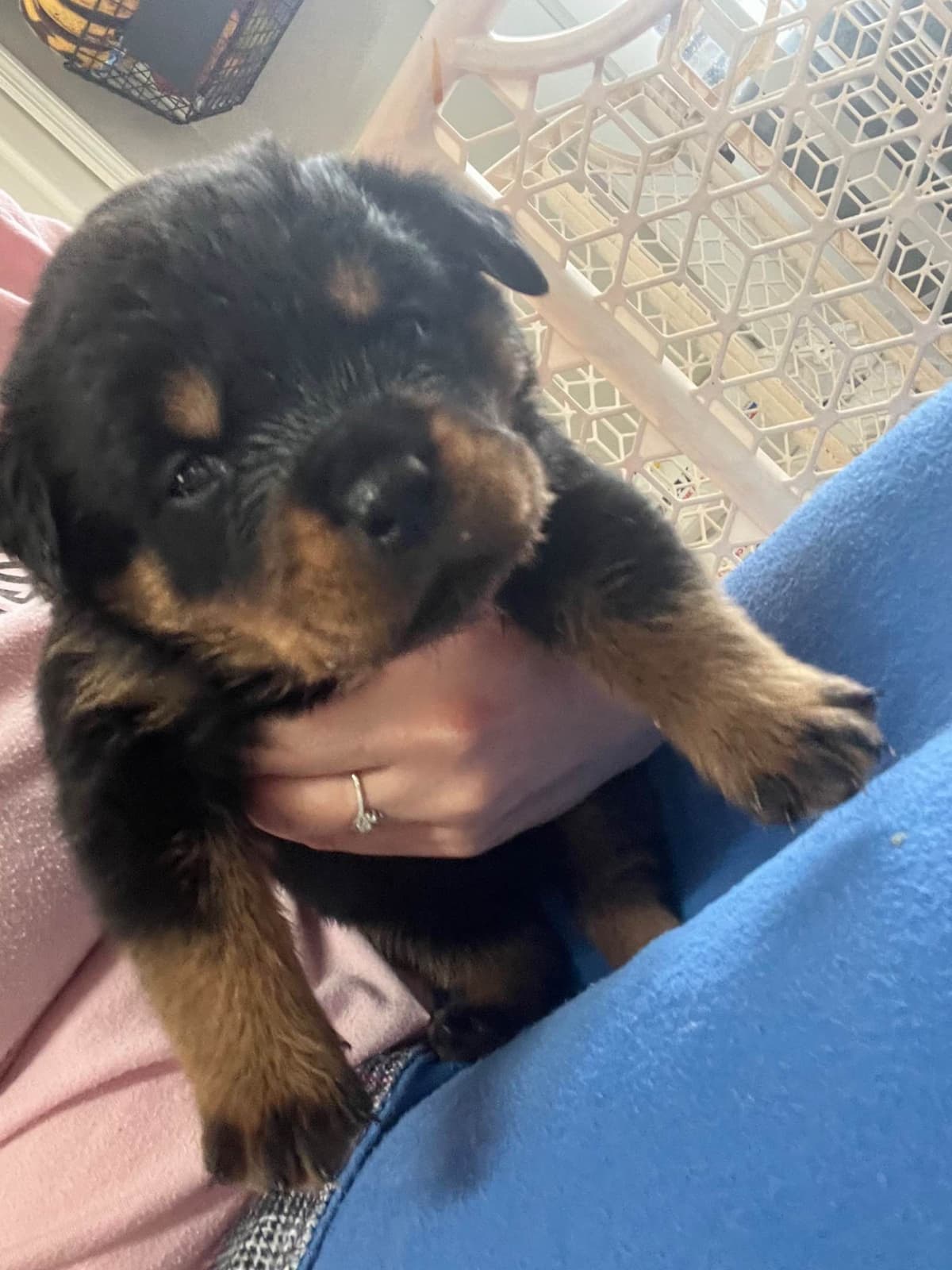 Labrador Retriever Puppies breeder image 7