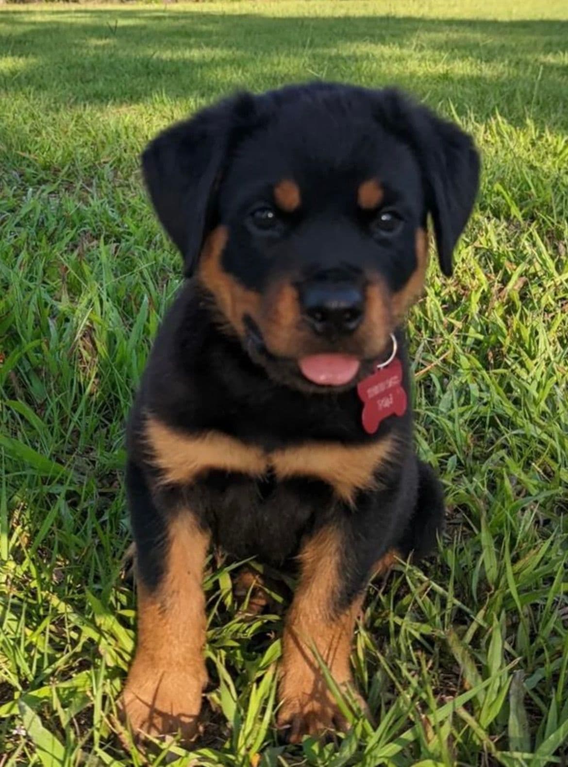 Labrador Retriever Puppies breeder image 9
