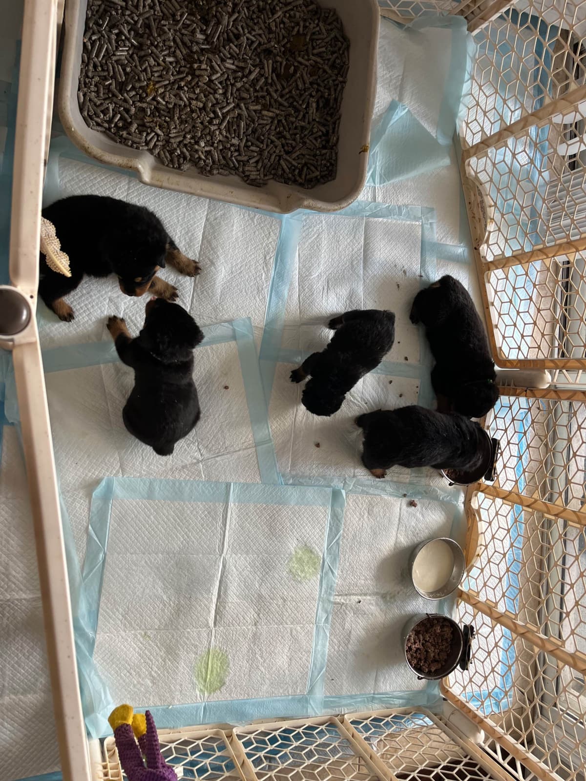 Labrador Retriever Puppies breeder image 20
