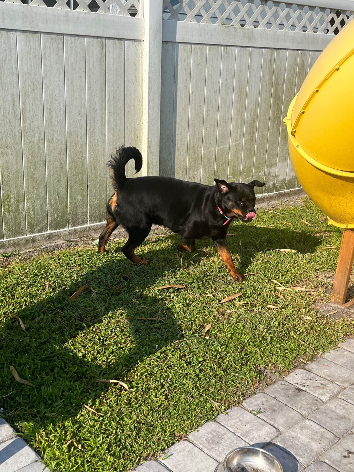 Labrador Retriever Puppies breeder image 21