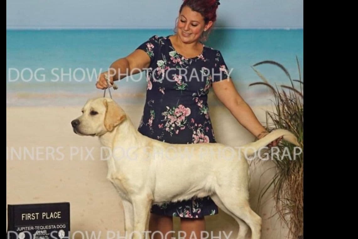 Labrador Retriever Puppies breeder image 23