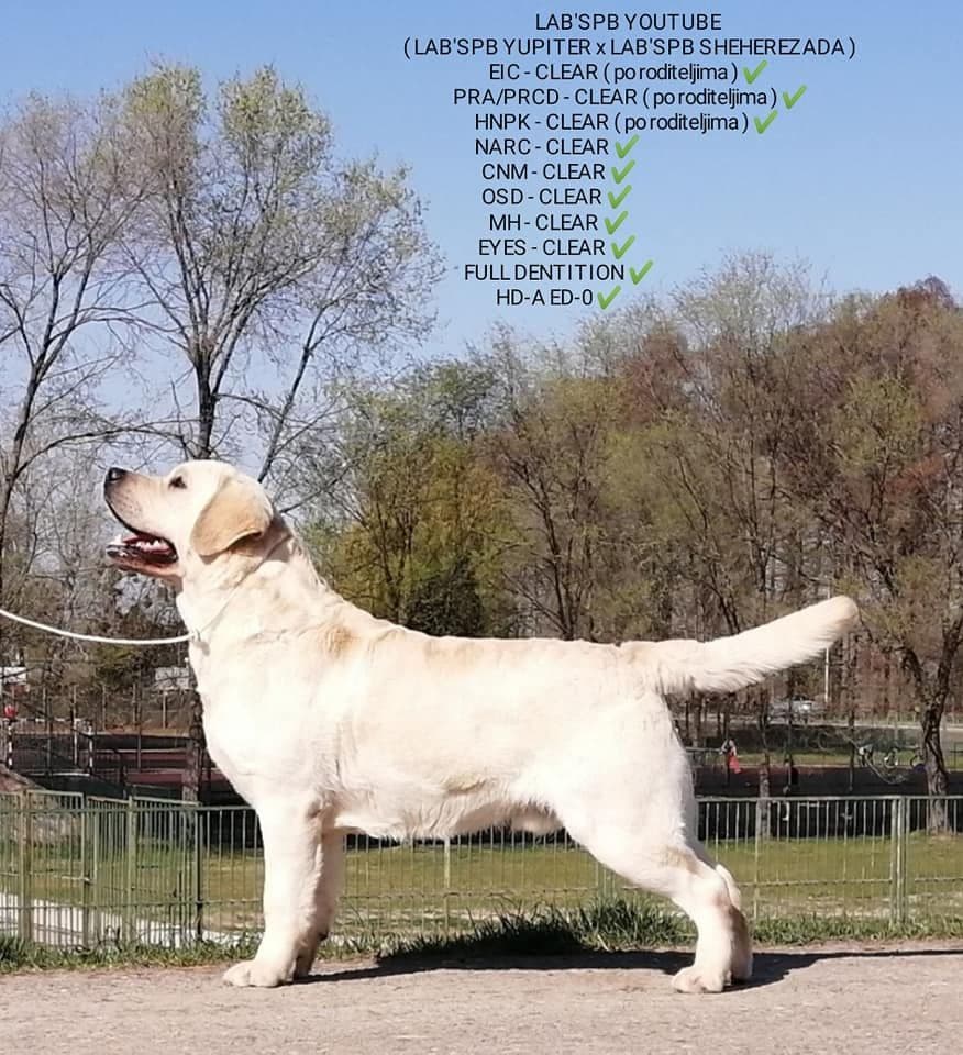 Labrador Retriever Puppies breeder image 25