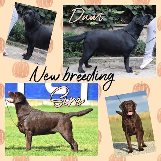 Labrador Retriever Puppies breeder image 26