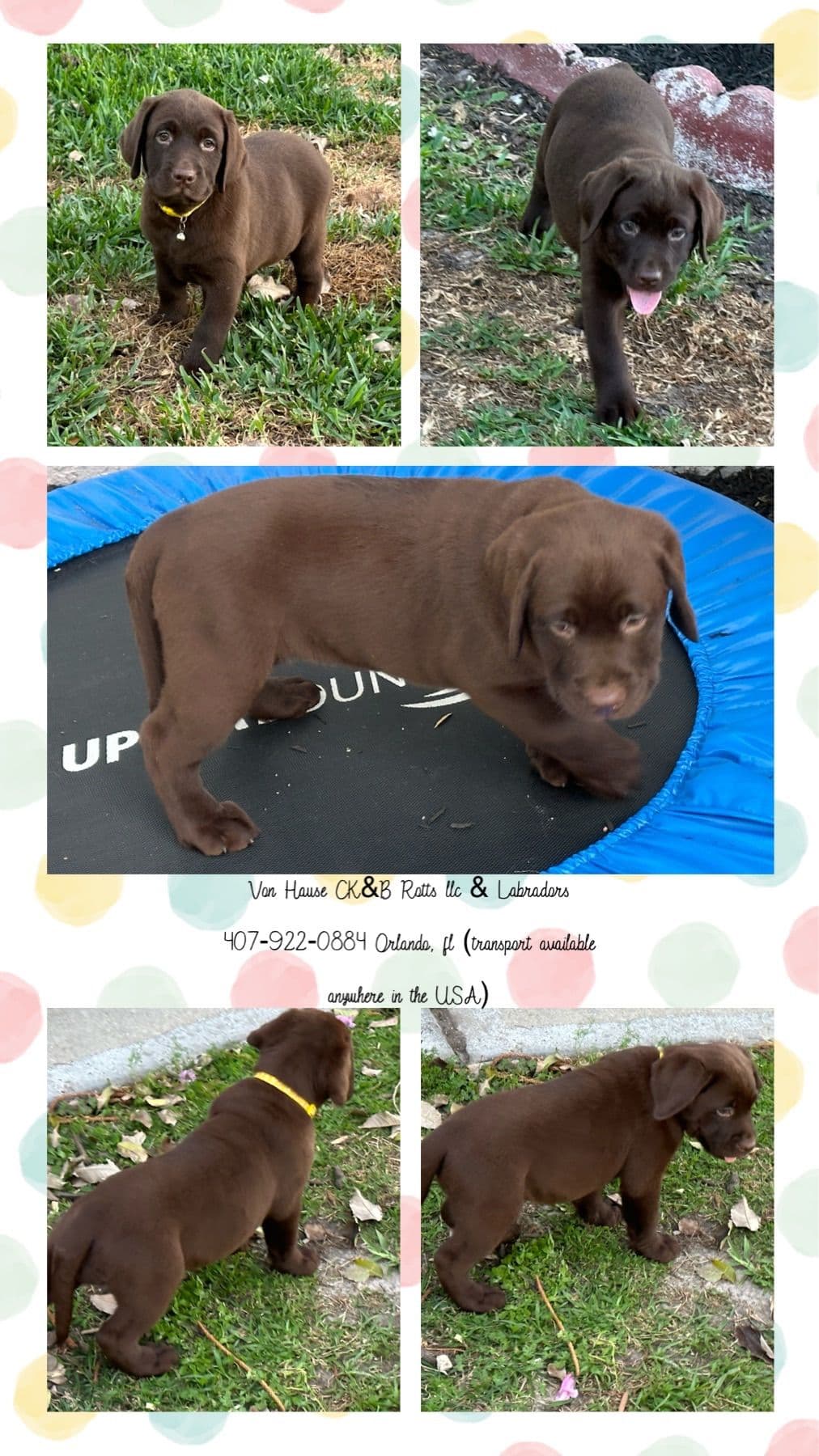 Labrador Retriever Puppies breeder image 29