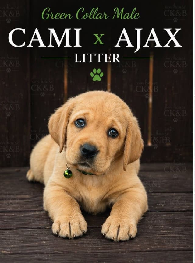 Labrador Retriever Puppies media 2