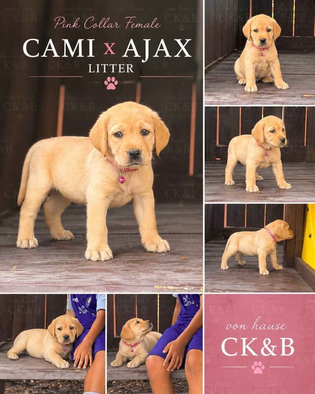 Labrador Retriever Puppies media 3