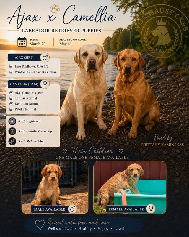 Labrador Retriever Puppies media 5