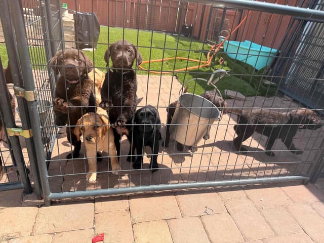 Labrador Retriever Puppies media 6