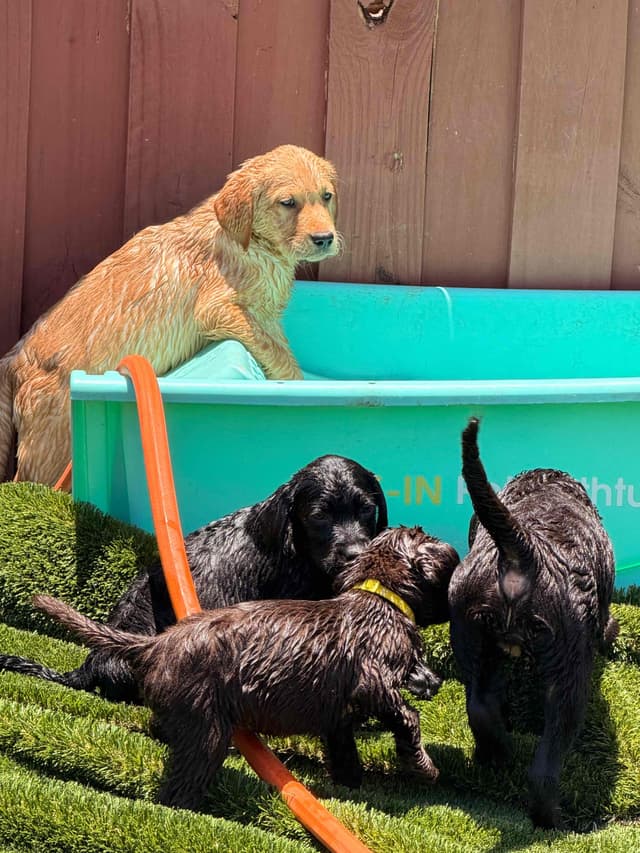 Labrador Retriever Puppies media 8