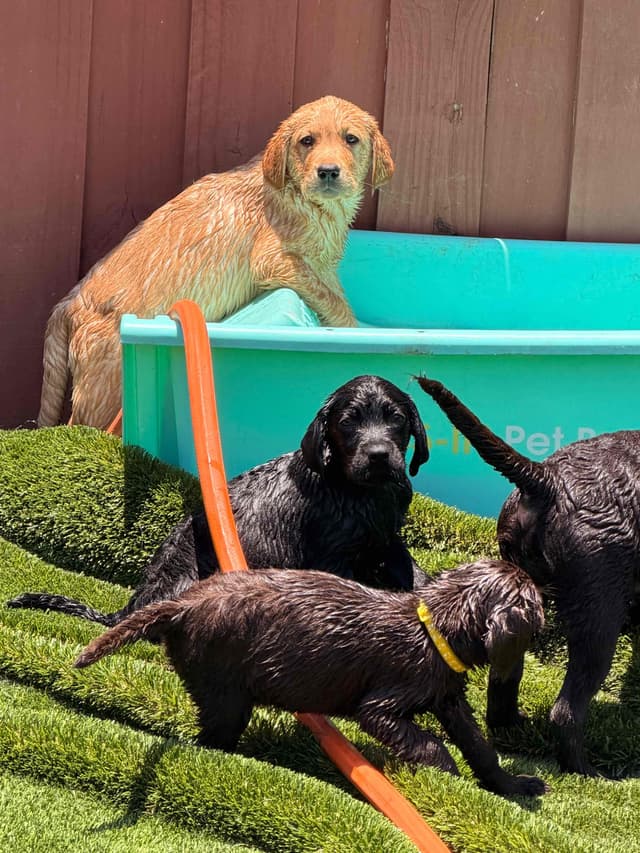 Labrador Retriever Puppies media 10